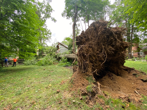 Uprooted Emergency Tree Removal