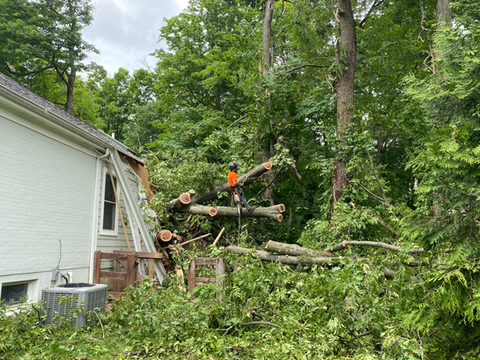 Emergency Tree Removal