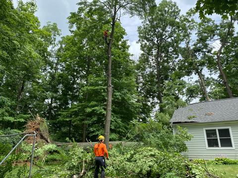 Tree Removal