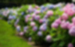 Who doesn't love Hydrangeas