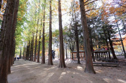 Dep_Nami Island_South Korea.jpg