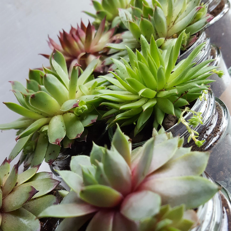 Thumbnail: Succulent Sempervivum Glass Jar Gifts | 6cm Pot with Stone Layer