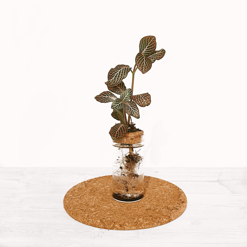 Thumbnail: The Propagation Station Kit | Desktop Hydroponic Vase | 4.5x10cm Zero Plastic