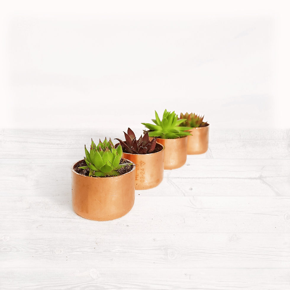 Thumbnail: Mini Copper Pot Succulent Sempervivum Gifts | Just 3cm