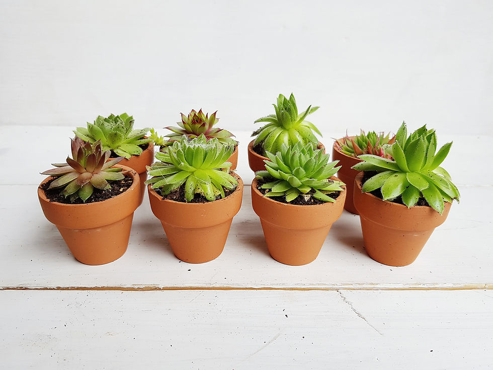 Thumbnail: Sempervivum Succulent Terracotta Pot Gifts | 5cm Pots Set of 8