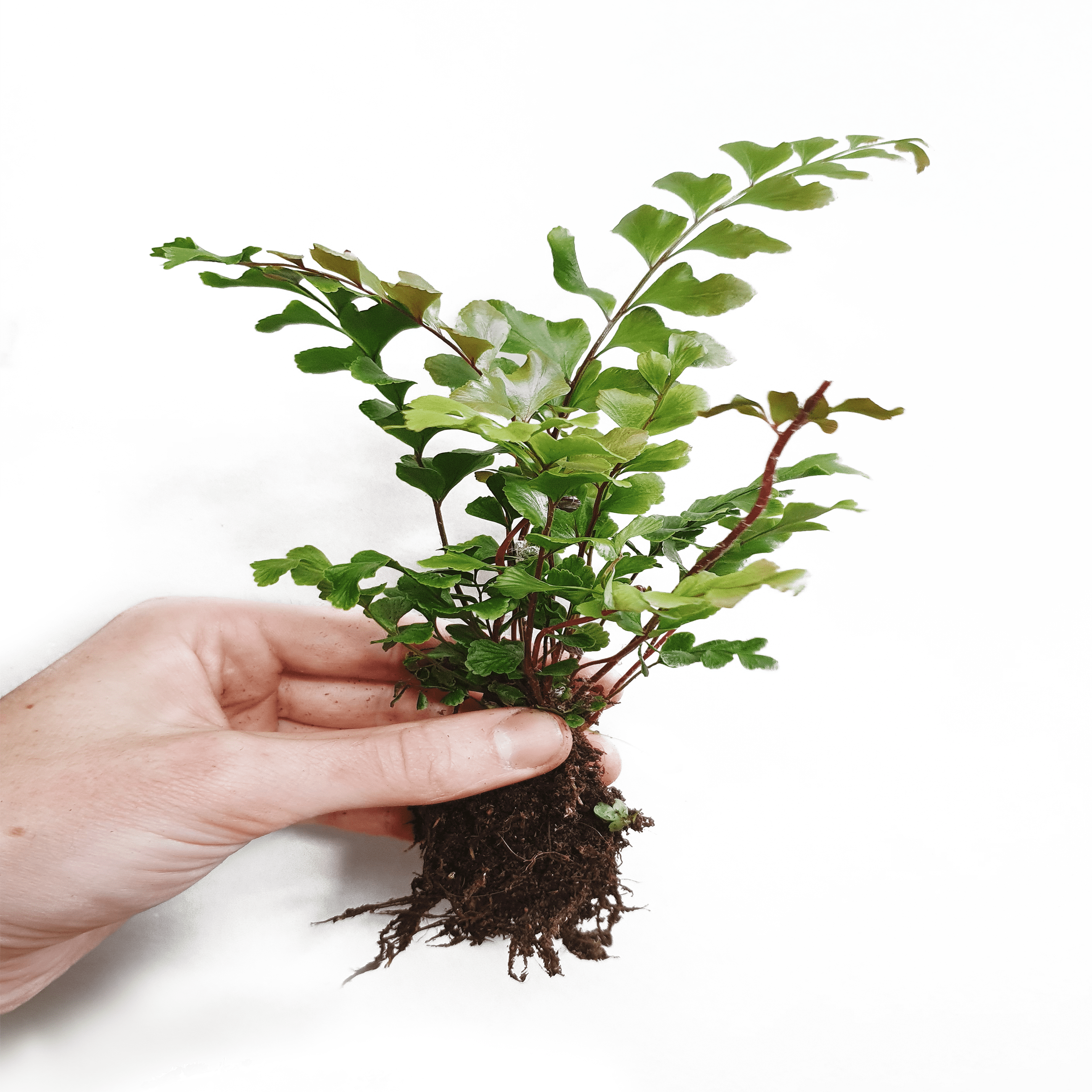 The Didymochlaena truncatula Fern - Letterbox Houseplants