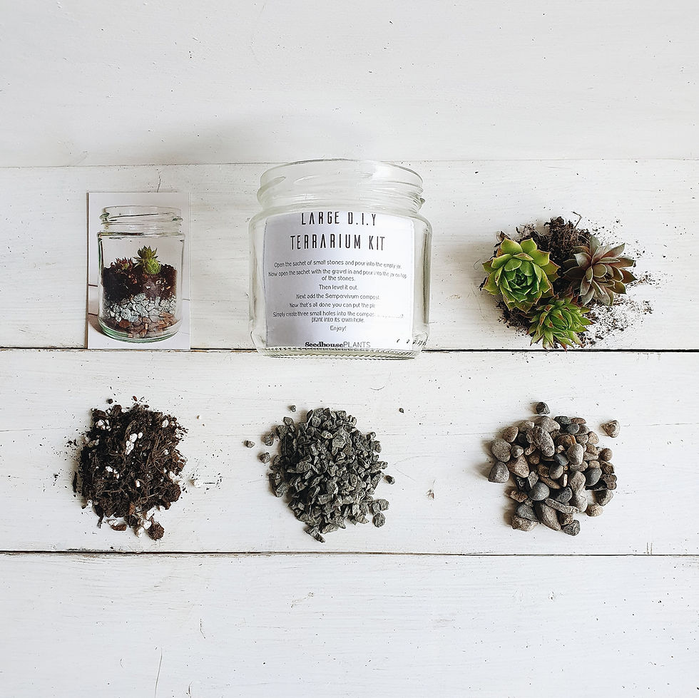 Thumbnail: Custom Order for  16 Large D.I.Y Terrarium Kit & Echeveria D.I.Y Terrarium Kits