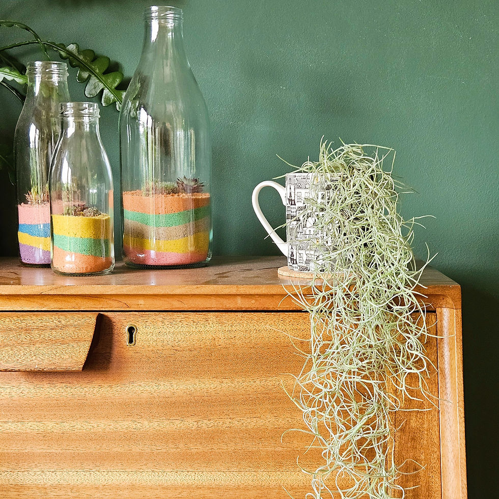 Thumbnail: Spanish Moss Tillandsia  | Bulk Prices |  Small - Large Sizes!