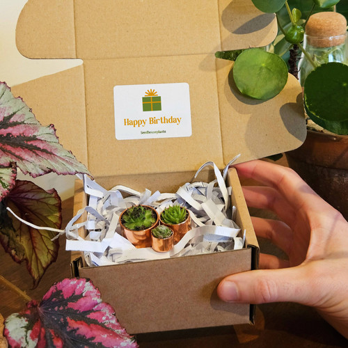 Birthday Succulent Trio Gift Box + Free Gift Card! | 1.6, 2.4, 3cm