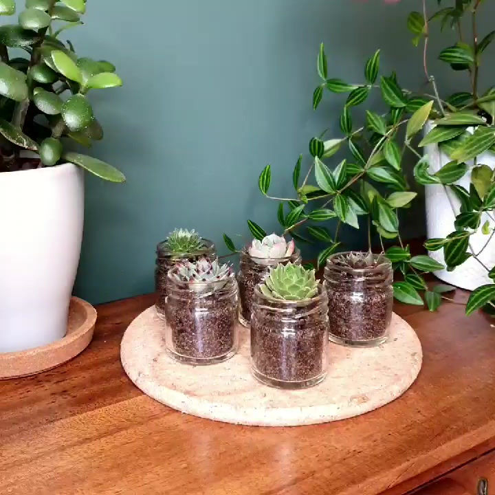 Thumbnail: Christmas Succulent Trio Gift Box + Free Gift Card! | 4cm Glass Jar