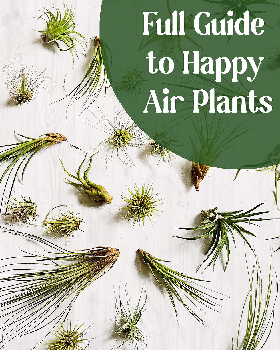 Dealing with Succulent pests and diseases