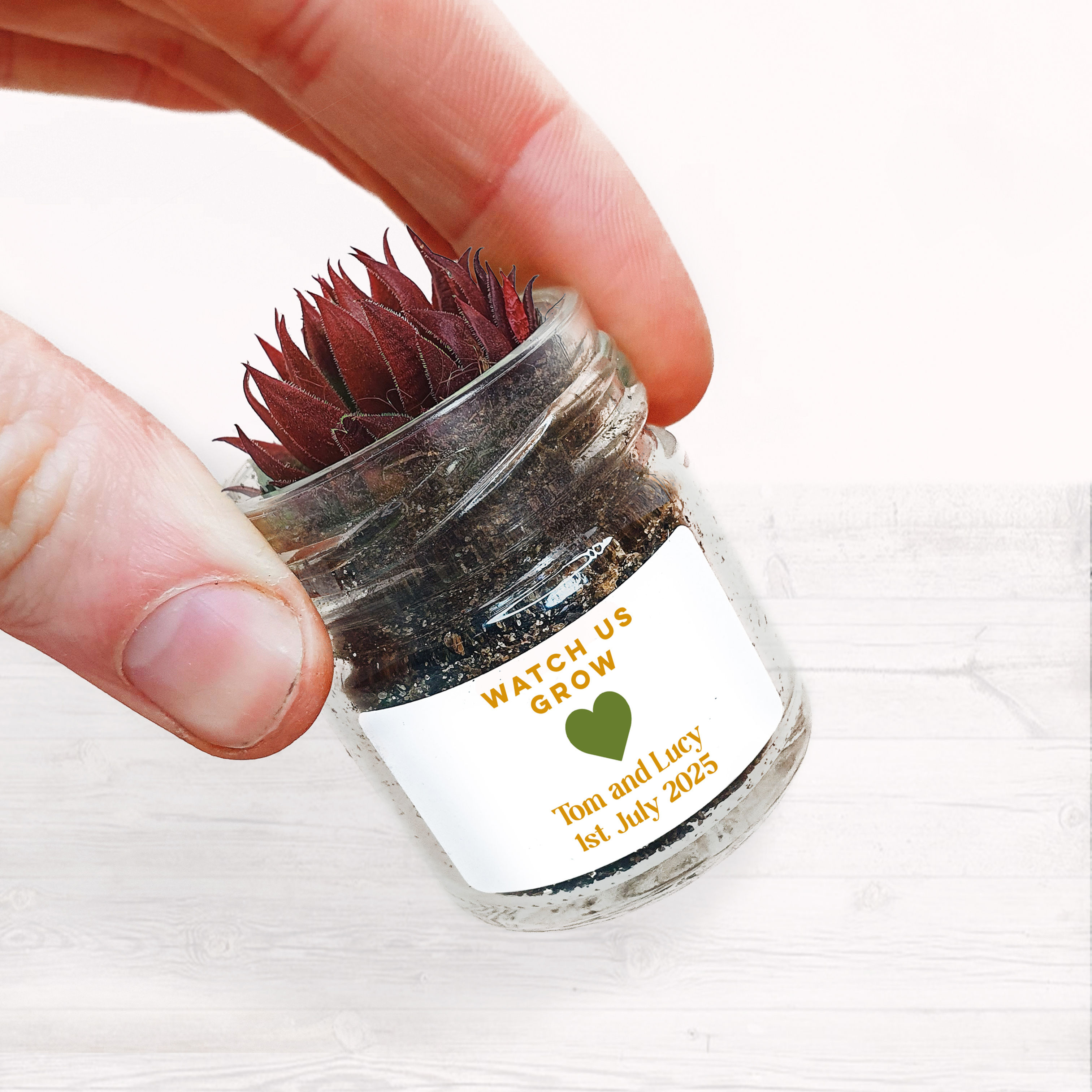Personalisable Wedding Succulent Glass Jar Favours | 4cm Pot