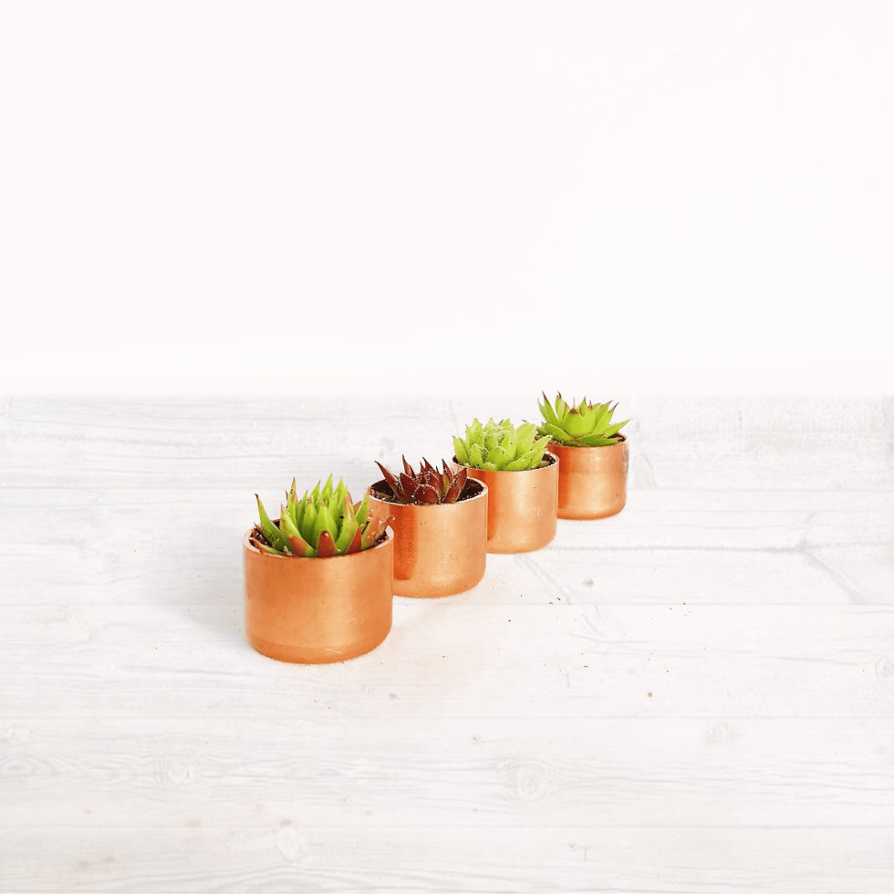 Thumbnail: Tiny Copper Pot Succulent Sempervivum Gifts | Just 2.4cm