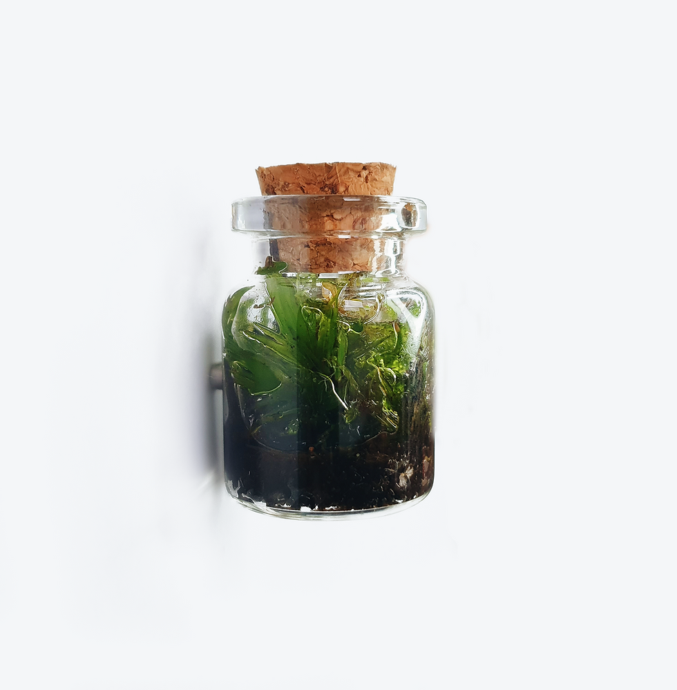 Thumbnail: The Tiny Magnetic Moss Terrarium | Just 2x3cm! Zero Plastic