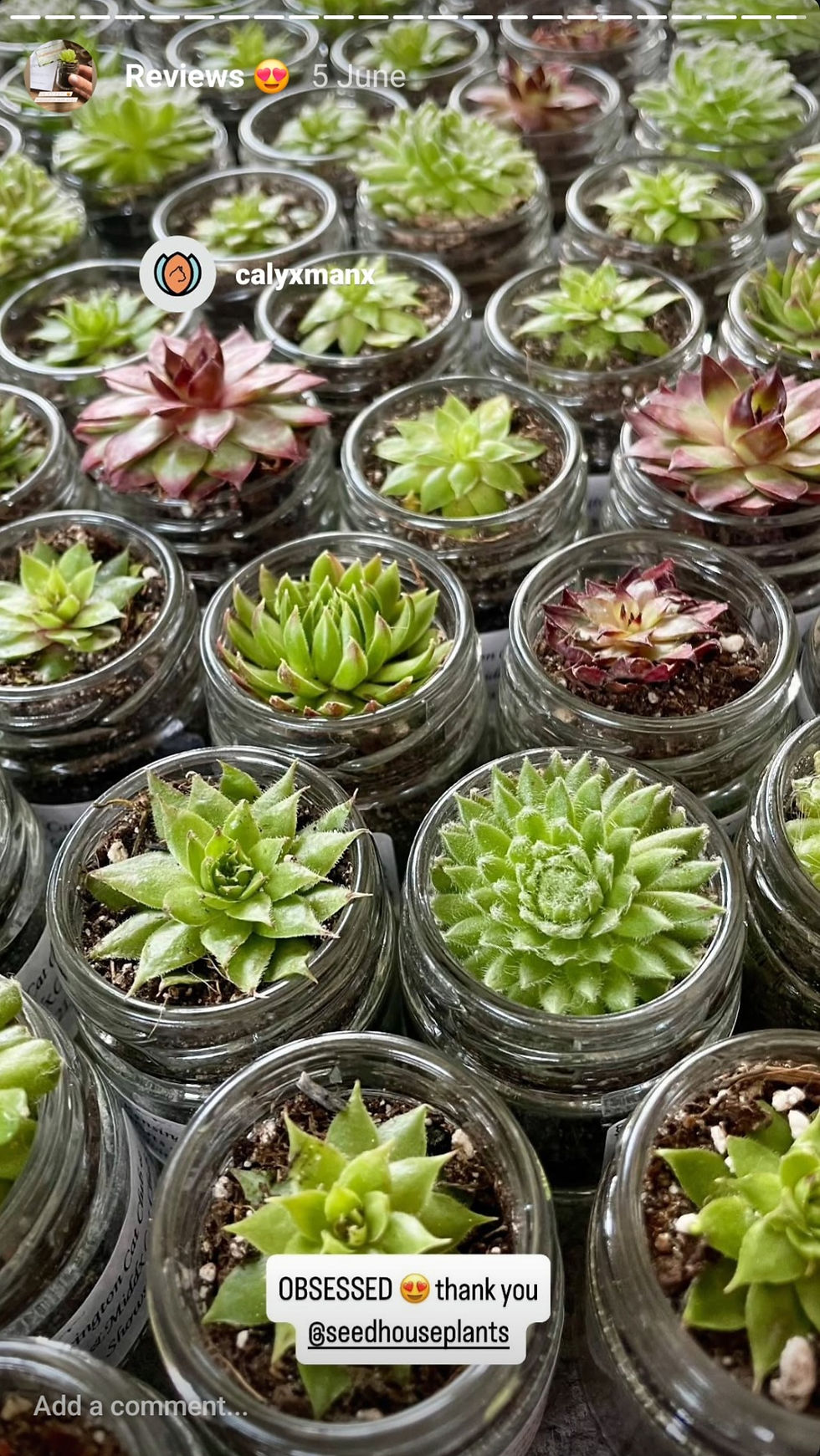 Banded Succulents in use 