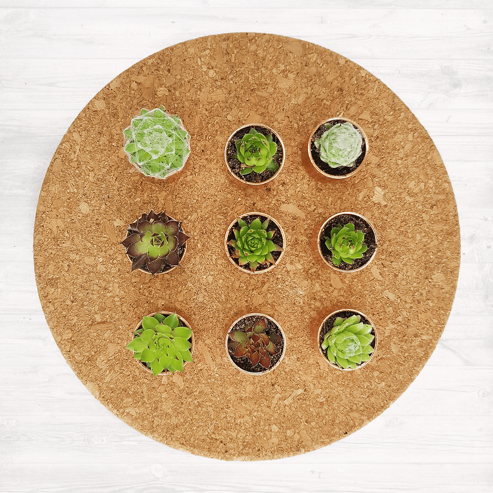 Thumbnail: Tiny Copper Pot Succulent Sempervivum Gifts | Bulk Prices | Just 2.4cm