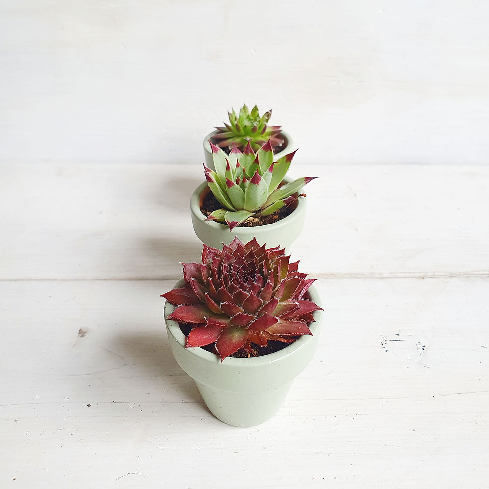 Thumbnail: Fully Hand Painted Sempervivum / Succulent Terracotta Pot Gifts
