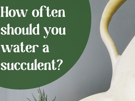 How Often Should You Water Succulents?