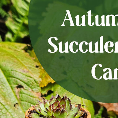 Autumn Sempervivum & Succulent Care 🍂