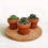 Thumbnail: Succulent Sempervivum Terracotta Pot Gifts | 6cm Pot