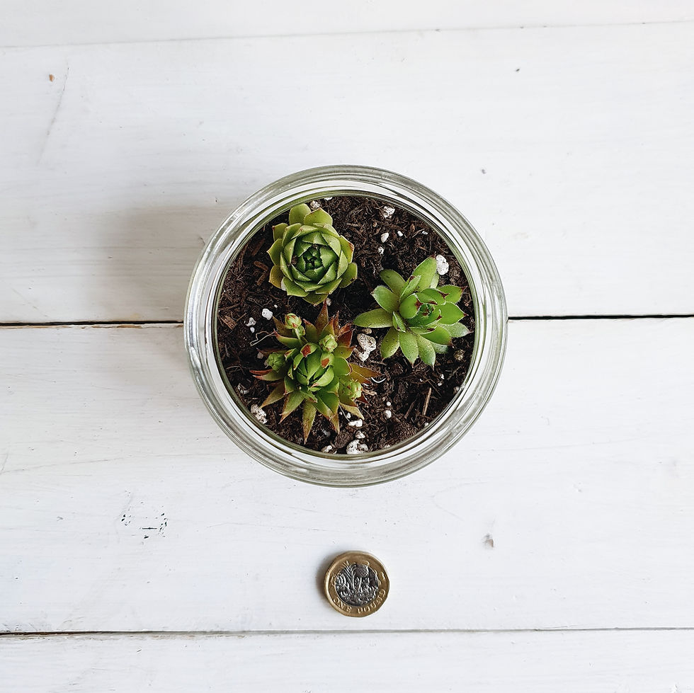 Thumbnail: 8.5cm D.I.Y Terrarium Kit