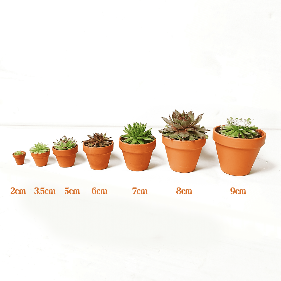 Thumbnail: Succulent Sempervivum Terracotta Pot Gifts | Tiny - Large 2-9cm Pots