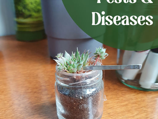 Dealing with Succulent Pests and Diseases: Keep Your Plant Pals Healthy