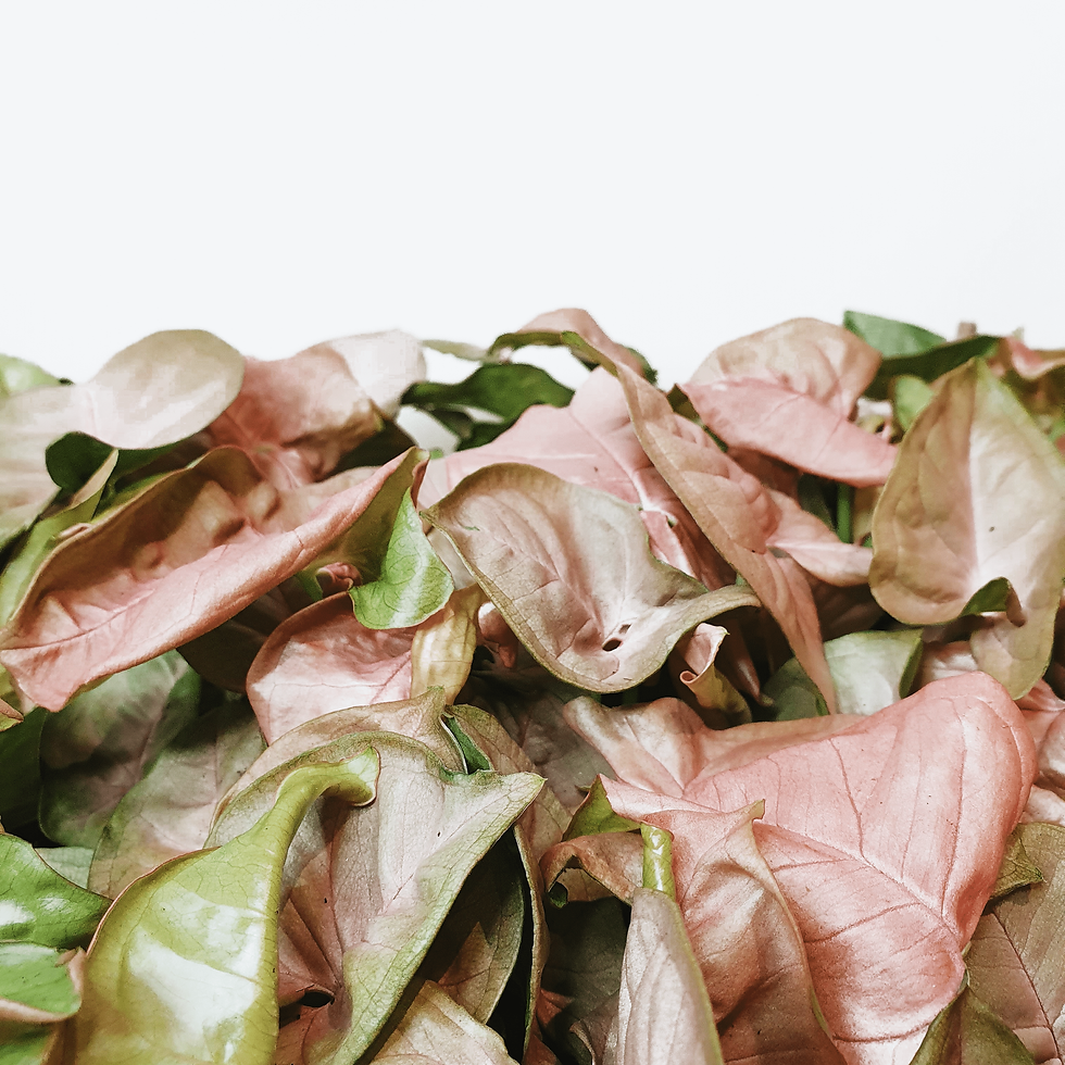 Thumbnail: The Arrowhead Plant Syngonium Neon Robusta - Letterbox Houseplants