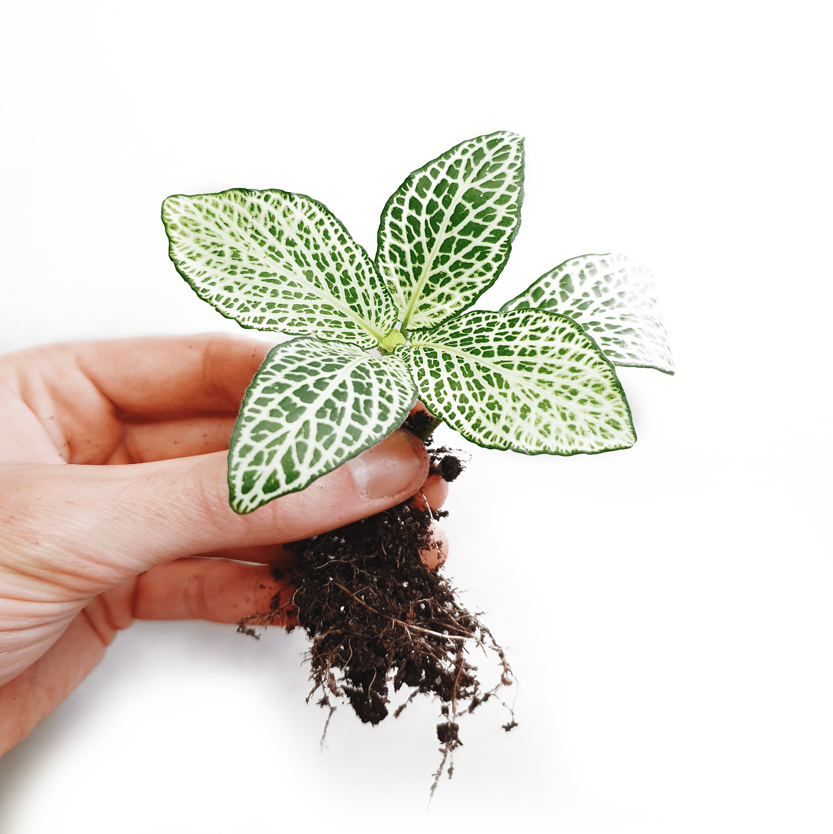 The Green Fittonia Nerve Plant - Letterbox Houseplants
