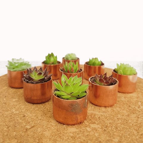 Tiny Copper Pot Succulent Sempervivum Gifts | Bulk Prices | Just 2.4cm |  Seedhouseplants