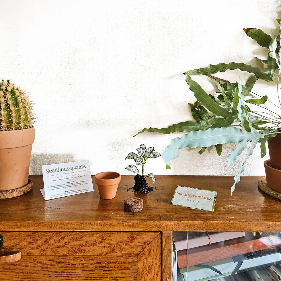 Thumbnail: The Fittonia Potting Kit