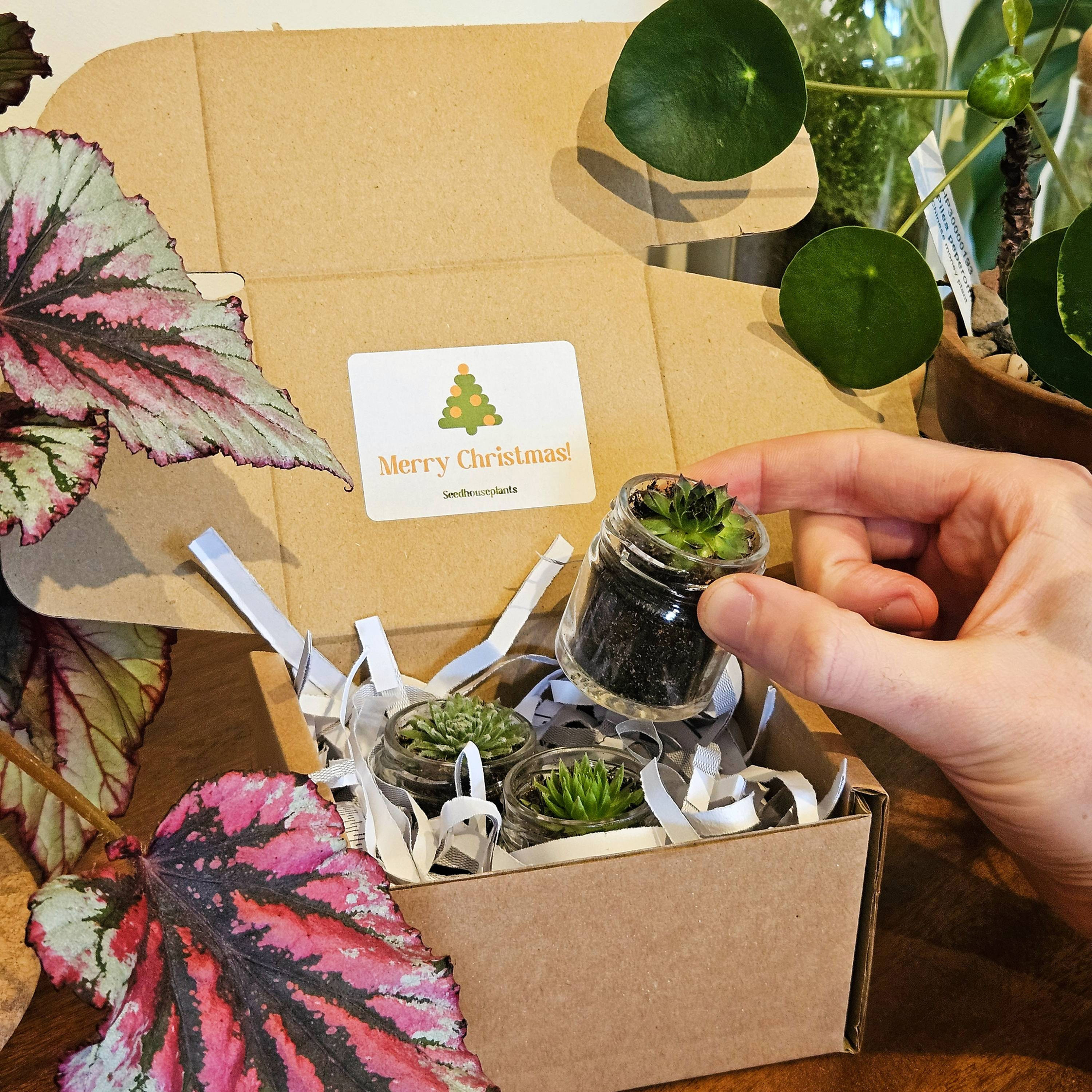 Christmas Succulent Trio Gift Box + Free Gift Card! | 4cm Glass Jar