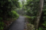 BRASSTOWN BALD TRAIL.JPG