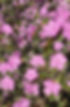 Spring Arrives.jpg