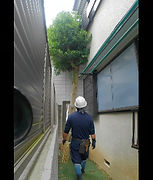 練馬区・中野区・杉並区の植木屋【ぼの植木】庭仕事の作業例「モチノキの伐採」作業前