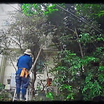 練馬区の植木屋ぼの植木(練馬・中野・杉並)「マンションの植栽の大改造」.jpg