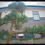 練馬区の植木屋ぼの植木(練馬・中野・杉並)「槇の透かし強剪定(作業後)」.jpg