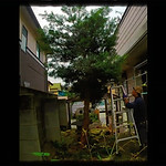 練馬区の植木屋ぼの植木(練馬・中野・杉並)「槇の透かし強剪定(作業前)」.jpg
