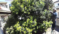練馬区・中野区・杉並区の植木屋【ぼの植木】庭仕事の作業例「モチノキの強剪定」