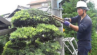 練馬区・中野区・杉並区の植木屋【ぼの植木】庭仕事の作業例「マキの刈り込み剪定」