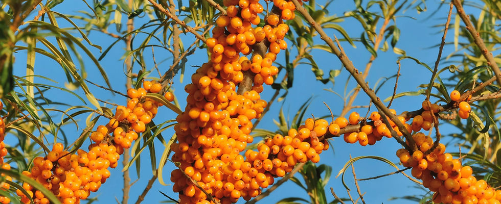 seabuckthorn (3)_edited.jpg