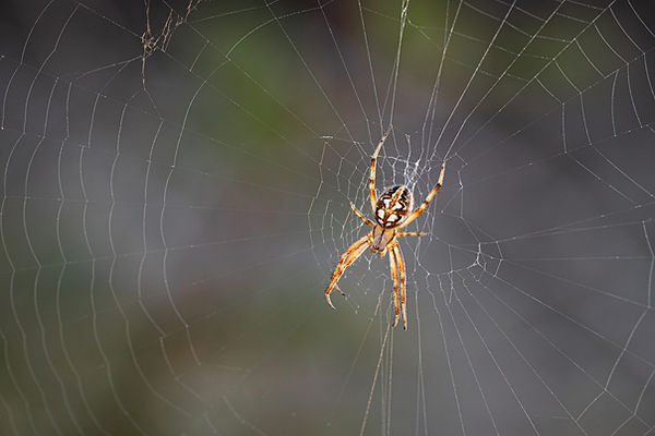 closeup-shot-spider-its-web (1).jpg