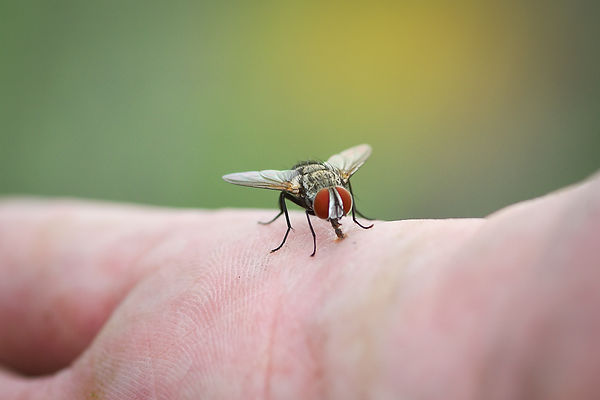 house-fly-human-skin-hand (1).jpg