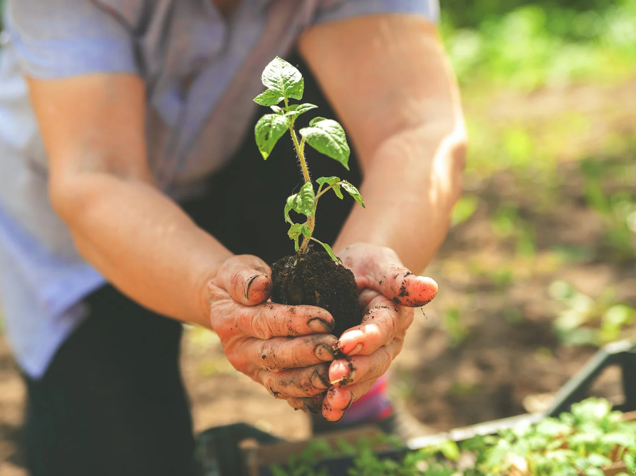 Gardener's hands holding a small seedling with soil, set against a blurred green garden backdrop. The scene feels nurturing and hopeful.