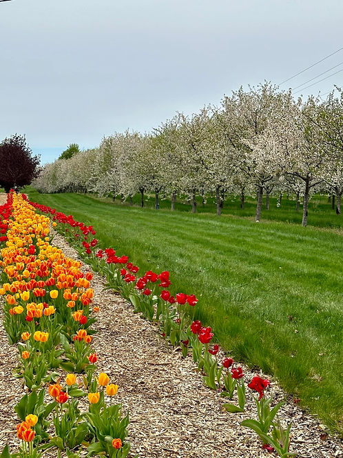 tulips.jpg