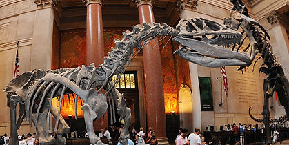 AM Museum of NH NYC.jpg