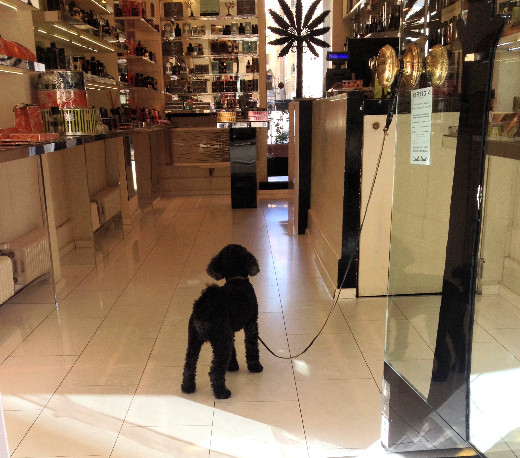 Pup awaiting customers in Florence shop. Photo by Diana Dinverno