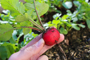 Charred radishes with radish-top pesto
