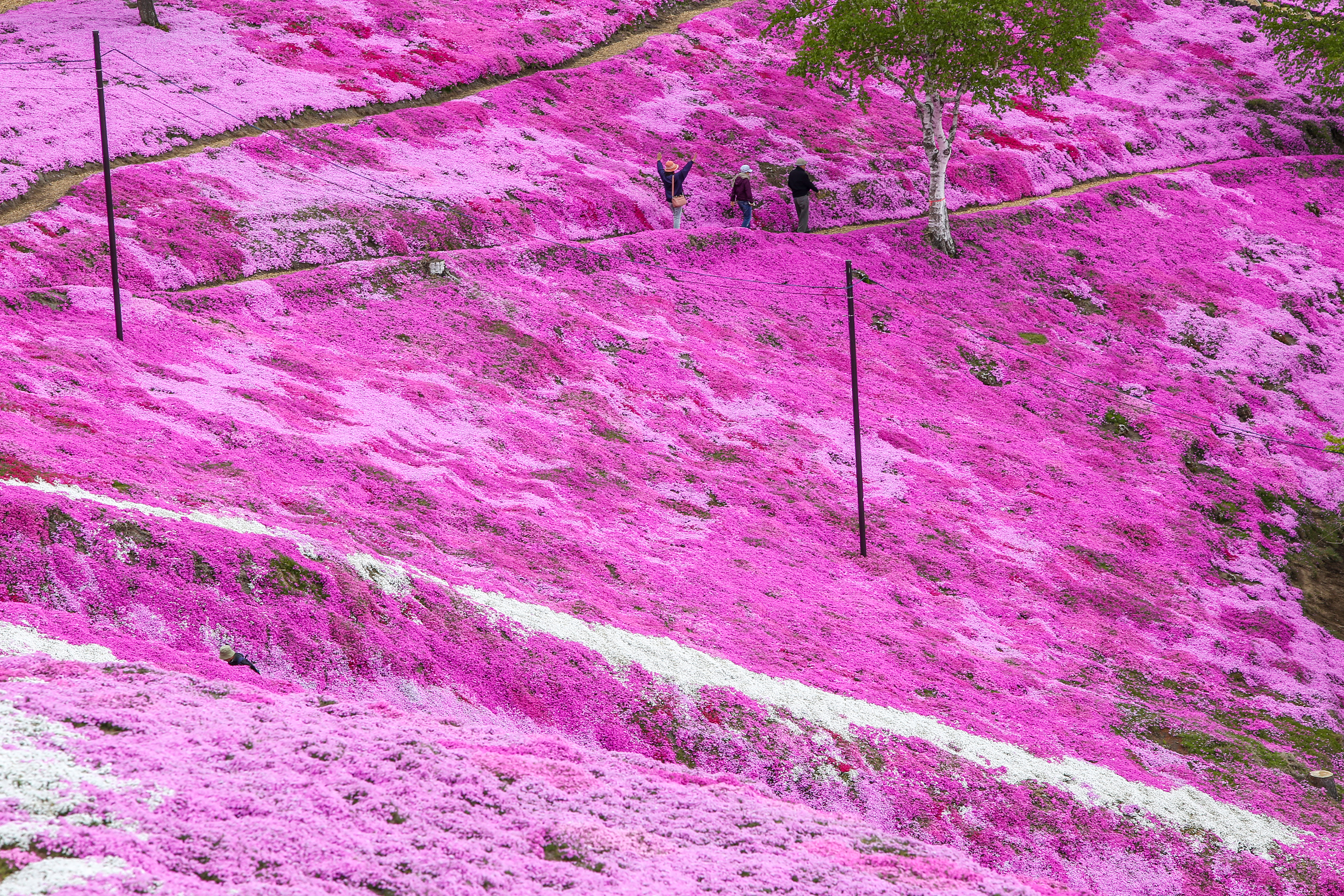 Pink wonderland