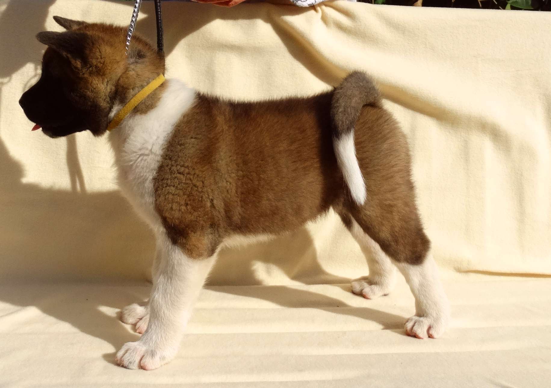 Sisi Usa-akita